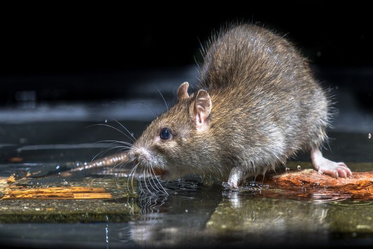Een rat Afbeelding